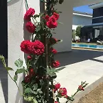 Luxury With Pool For Rent In Izmir Cesme Villa *